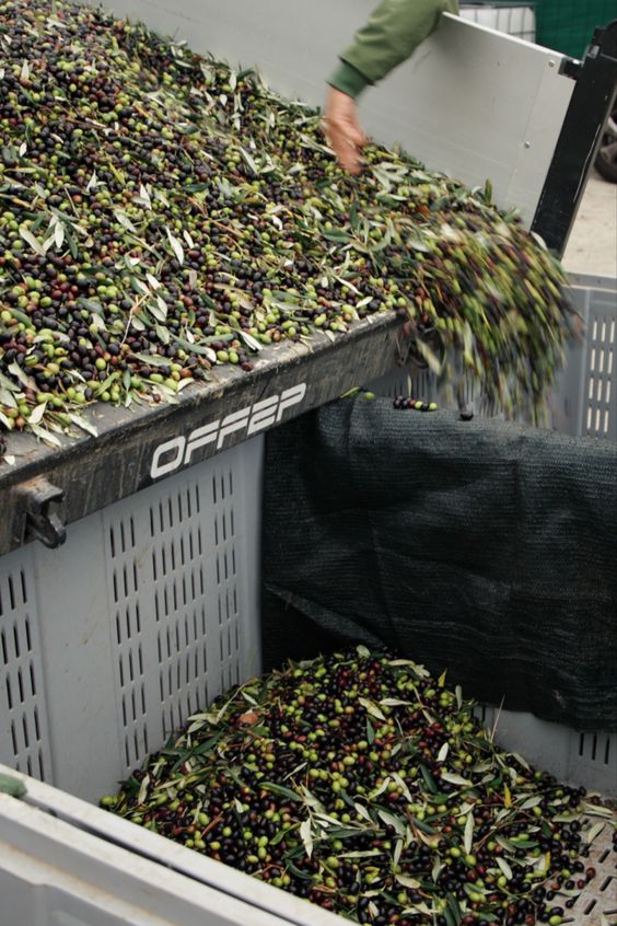 Olive oli Technologies of Extra Virgin Olive Oil production