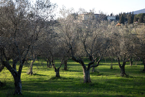 Olive oil trees